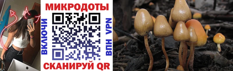 где можно купить   Химки  Псилоцибиновые грибы MAGIC MUSHROOMS 